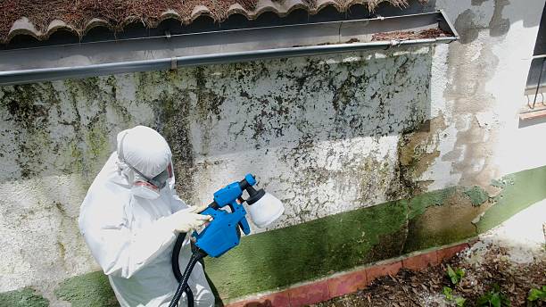 Trusted Bathroom Mold Removal service in Martinsville, IL - Cheap Mold Removal